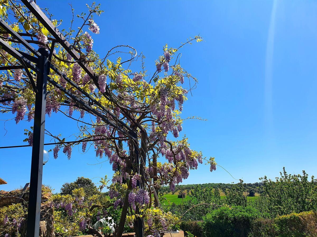 Bed and Breakfast Residenza Santa Maria In Borraccia Magliano in Toscana Zewnętrze zdjęcie
